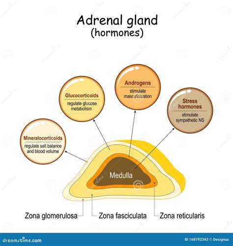 Hormones Of Adrenal Gland And Human Organs That Respond To Hormones ...