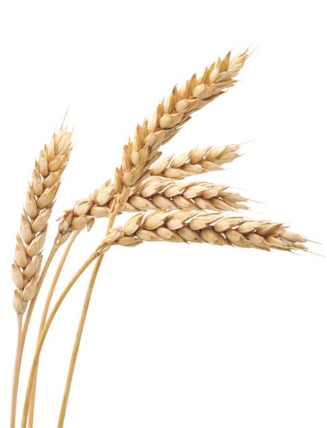 Wheat PNG Image - PurePNG | Free transparent CC0 PNG Image Library