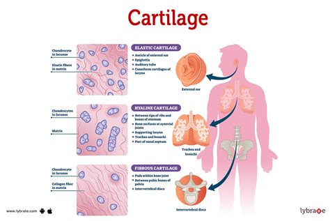 Cartilage Image (Human Anatomy): Picture, Functions, Diseases, and ...