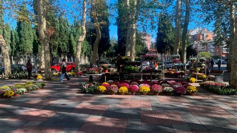 El Día de Todos los Santos trae consigo tradiciones florales a los ...