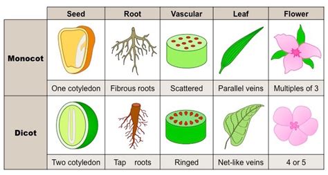 Difference Between Monocots and Dicots - Diferr