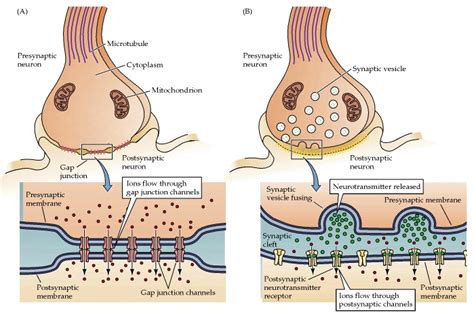 Synapses | Anatomy and Physiology I | | Course Hero