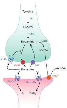 Dopamina - Dopamine - abcdef.wiki