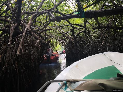 Galle City Tour, Madu River Safari and Kosgoda Turtle Hatchery from ...