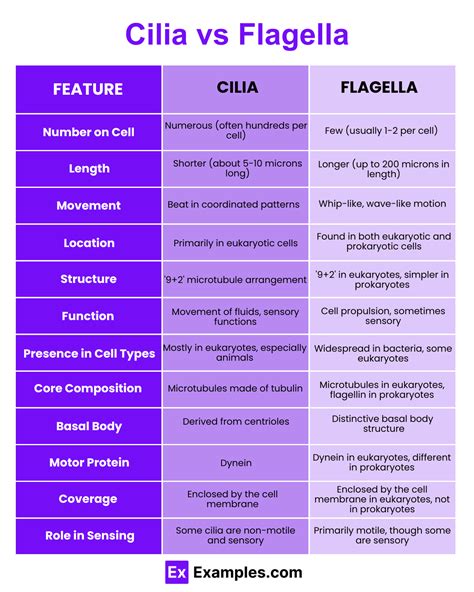 Cilia vs Flagella - Differences Explained with Examples