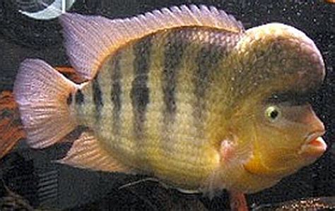 Midas cichlid (Amphilophus citrinellum) | Tropical Fish Keeping