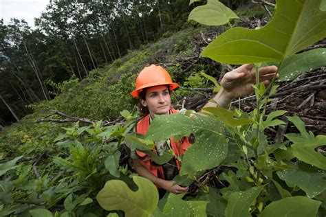 Behind the Scenes with the U.S. Forest Service: Forest Health ...