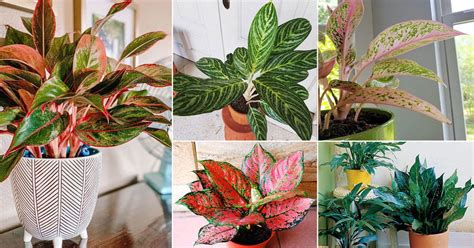 50 Stunning Aglaonema Varieties | Chinese Evergreen Types