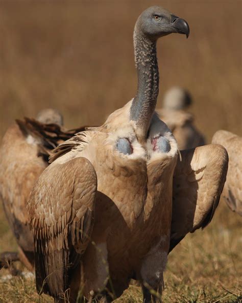 Vulture conservation | FitzPatrick Institute of African Ornithology ...