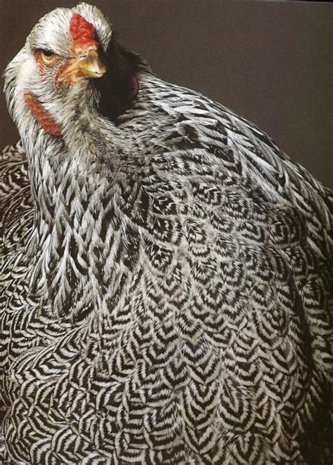 Content in a Cottage: Beautiful Feathers on A Guinea Hen