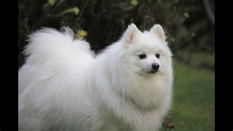 What Are The Fluffy White Dogs