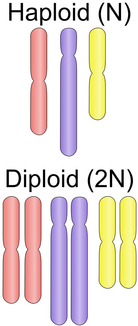 chromosome recombination | Teaching biology, Biology classroom, Biology ...