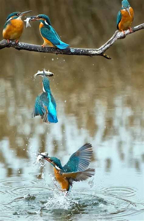 Slow Motion Photography KingFisher