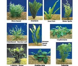 Freshwater Aquarium Plants - View Specifications & Details of Aquarium ...