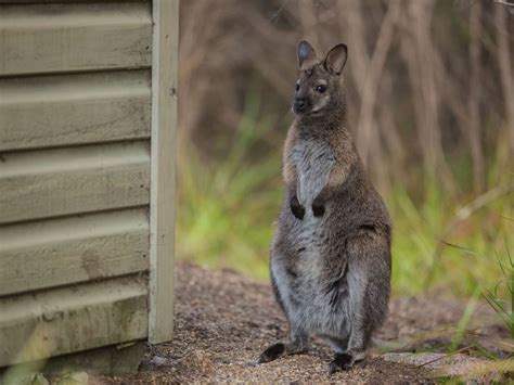 Wildlife Bucket List: Ten Creatures To Spot In Freycinet National Park ...