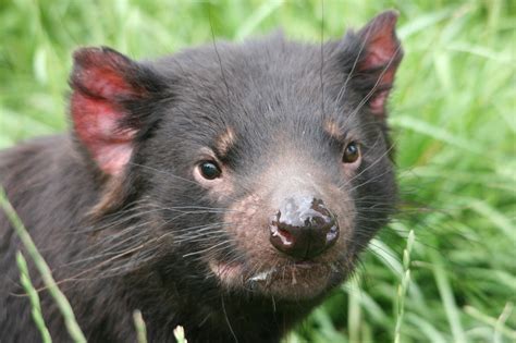 tasmanian-devil-conservation-project