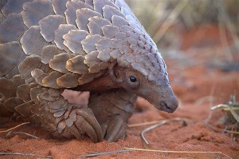 Ground Pangolin Research | Tswalu Kalahari Reserve