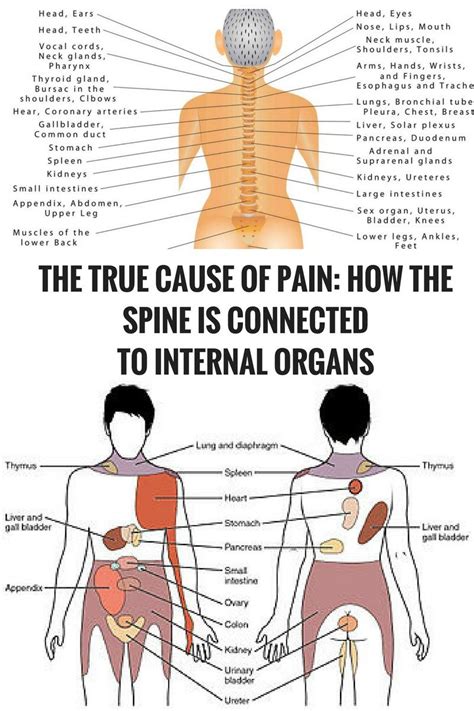 Right Side Women's Body Human Body Organs - Human Body: Organs on the ...