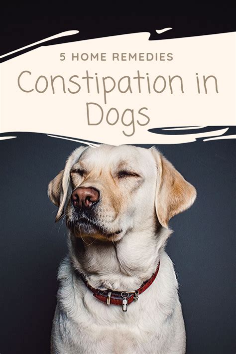 Constipation Relief For Dogs, Dog Constipation Remedies, Dog Remedies ...