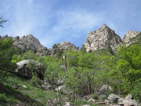 Organ Mountains Trees | This picture is from my hike on Pine… | Flickr