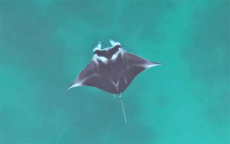 Manta ray nursery discovered in Raja Ampat - DIVE Magazine