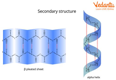 Alpha and Beta-Pleated Sheet - Learn Important Terms and Concepts