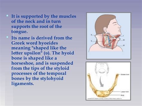 Anatomy and functions of hyoid