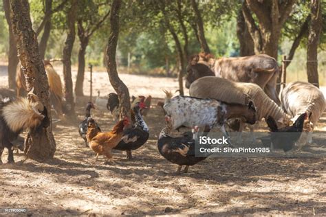 Rural Farm With Various Types Of Animals Stock Photo - Download Image ...