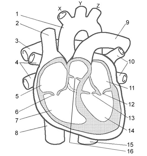 Label the Heart