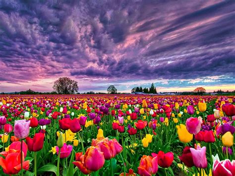 Tulips Field At Sunset Backgrounds 498470 : 13 HD wallpaper | Pxfuel