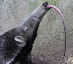 anteaters eating ants Archives - Easy Science For Kids