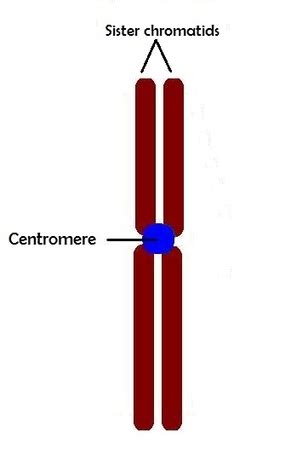 Centromere Structure