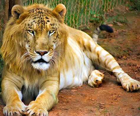 Tigon and 16 More Cool Animal Hybrids You May Not Have Known Existed ...