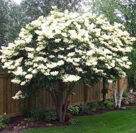 100 White Silky Japanese Lilac Flower Seeds |Extremely Fragrant Clove ...