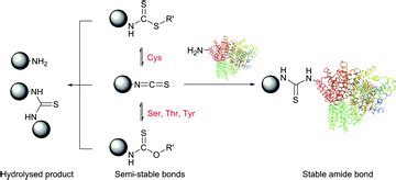 Developments and recent advancements in the field of endogenous amino ...