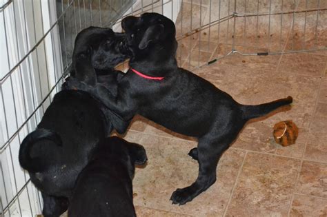 Puppies, Doberman Labrador mix babies, looking for their forever homes ...