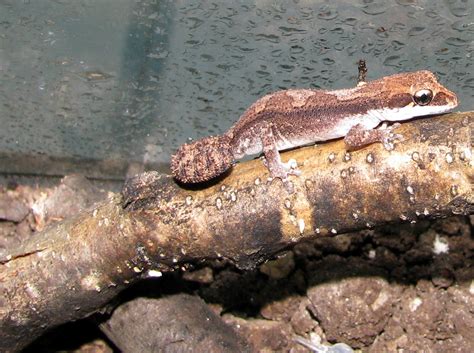 Pygmy Panther Gecko(Paroedura androyensis) - Good Life Herps