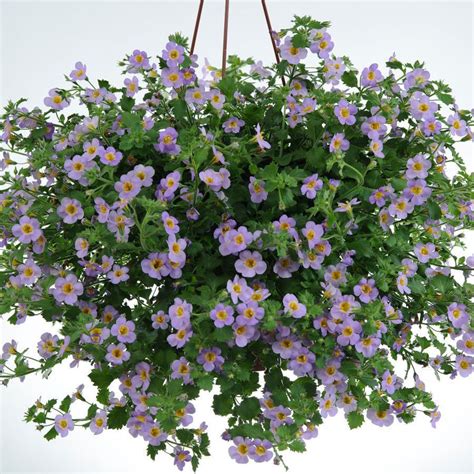 BACOPA ,Bluetopia Seeds-BLUE-Perfect for hanging baskets and window ...