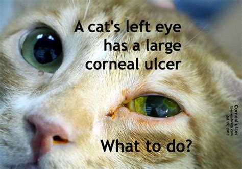 Cat Eye Ulcer Treatment - Cat Meme Stock Pictures and Photos