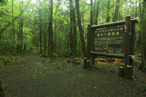 Aokigahara Forest » All About Asia