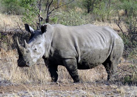 White Rhinoceros | NatureRules1 Wiki | Fandom