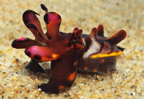 Flamboyant Cuttlefish - Tiny but deadly and can't swim very well