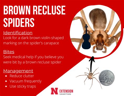 Discover BROWN RECLUSE SPIDERS: Bites & Facts