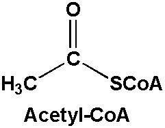 What Is Acetyl Coa