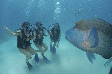 Deep Sea Diving: Deep Sea Diving Queensland