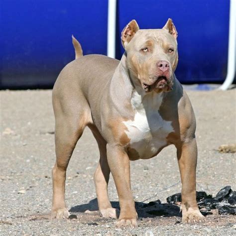 Lilac Tri XL bully | Bully dog, Pit puppies, Cute dogs