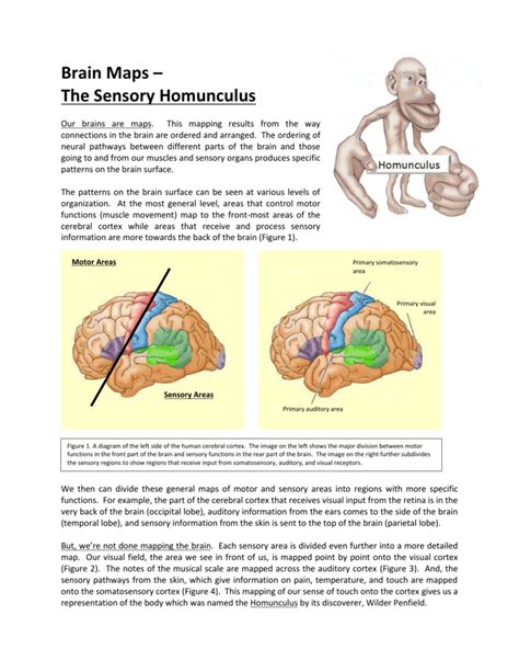 Cortical Homunculus Model - Infoupdate.org