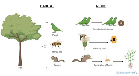 Niche Vs Habitat : Definition, Examples, Differences and Diagrams ...