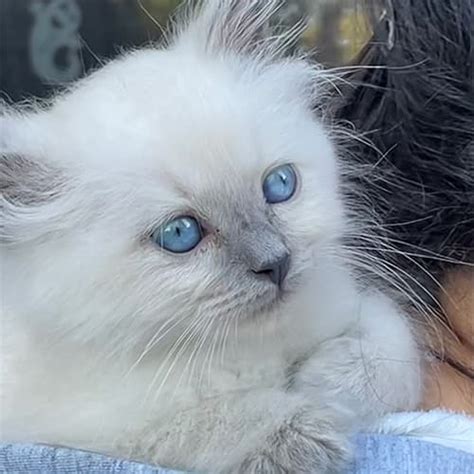 Blue Ragdoll Kittens