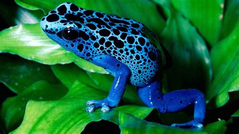 nature, Poison Dart Frogs, Frog, Animals Wallpapers HD / Desktop and ...